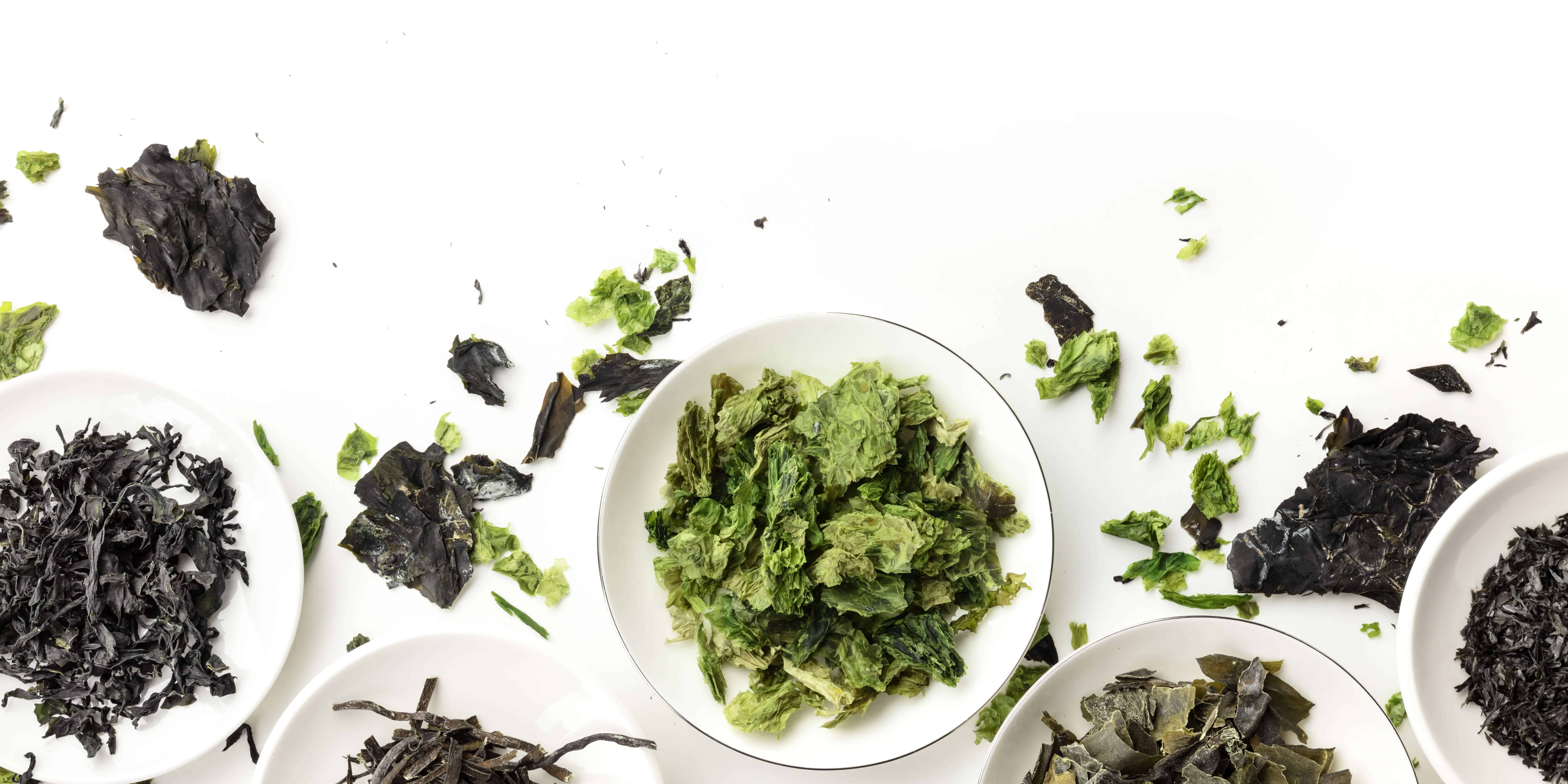A panorama of dry seaweed, sea vegetables, shot from the top on a white background with a place for text and logo