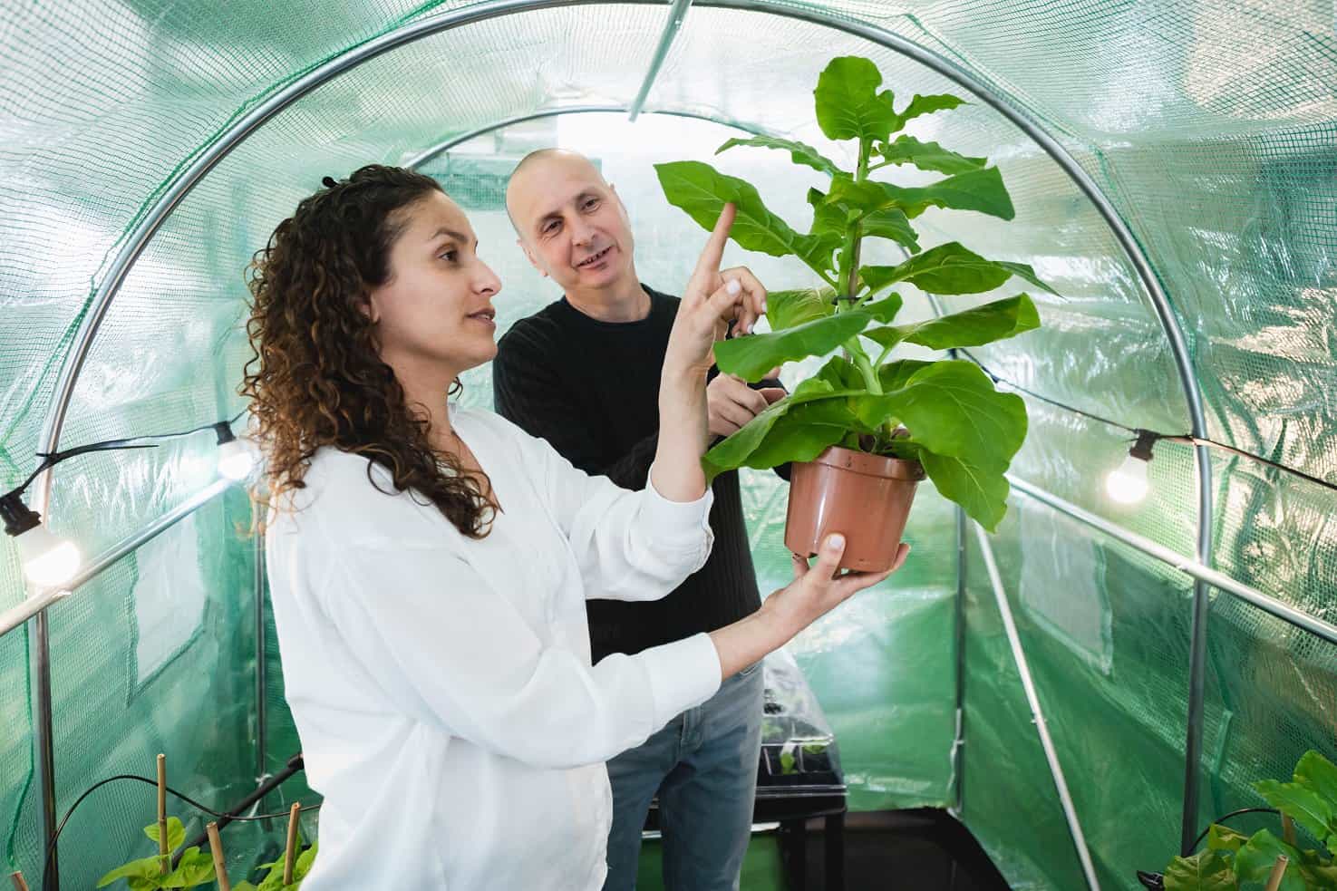 Tobacco plants used to produce growth factors
