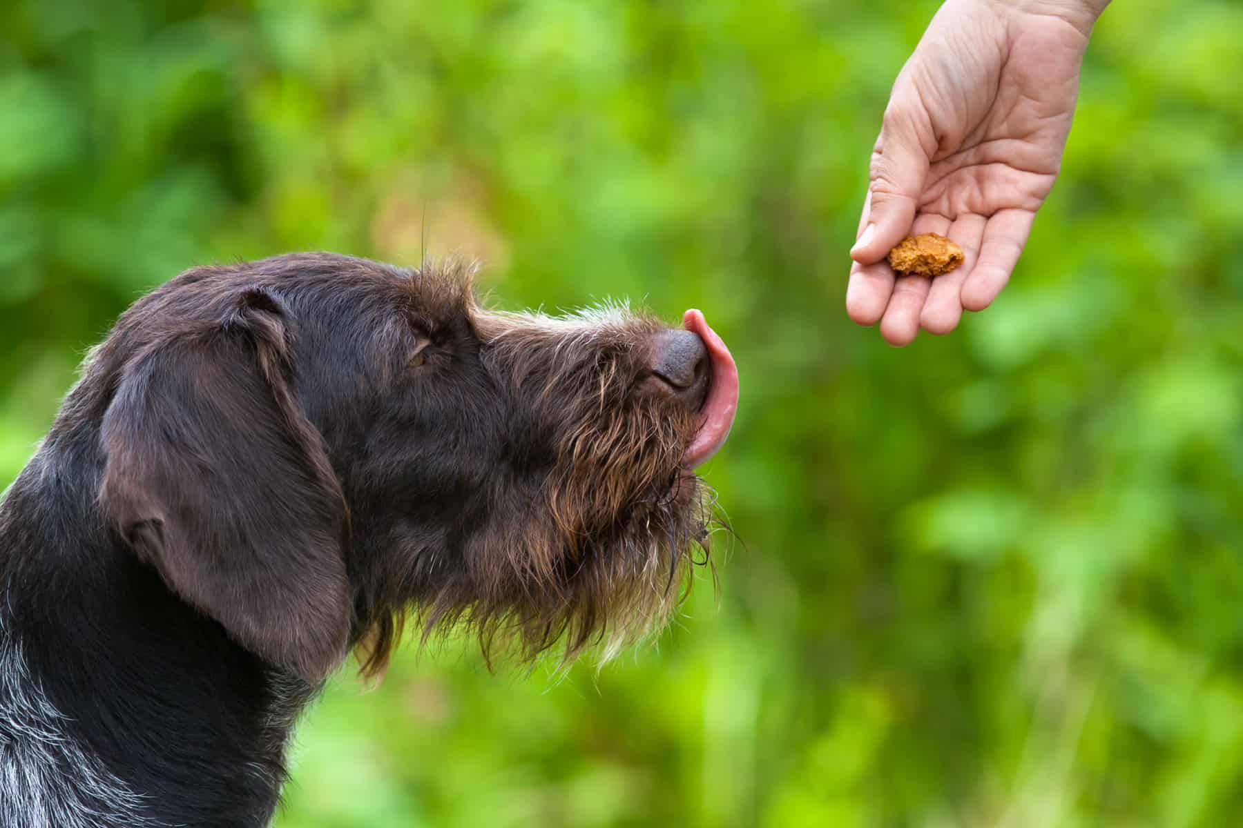 Pet treats