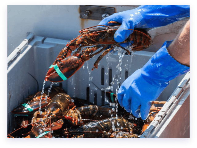 Lobsters