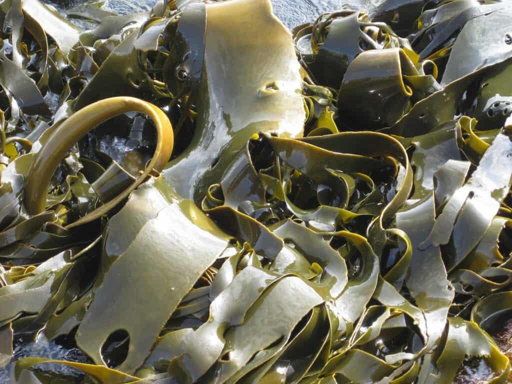 seaweed stock image