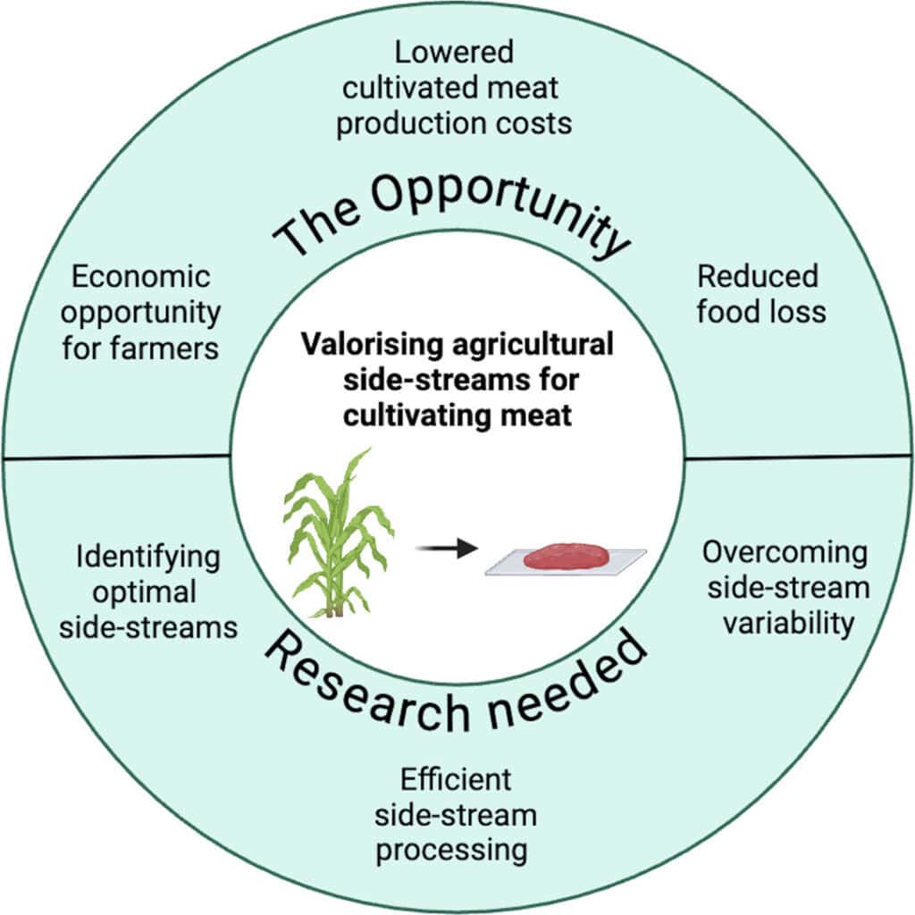 Study: How Upcycled Agricultural Waste Could Support Cultivated Meat Production – vegconomist