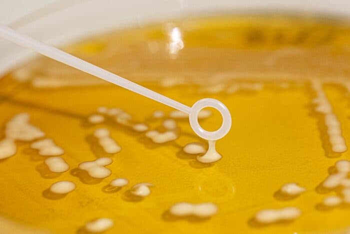 Biospringer Adds Bacterial Fermentation Capabilities with PTX Food Corp IP Deal