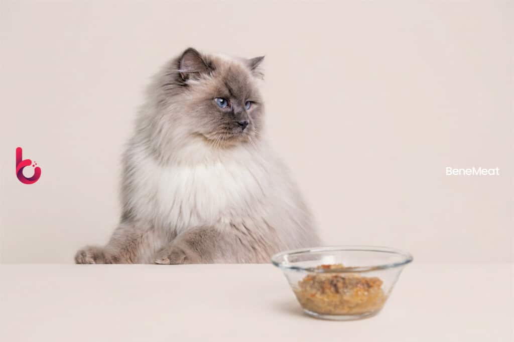 Cats Prefer Cultivated Meat Over Chicken in First Published Feline Feeding Trial