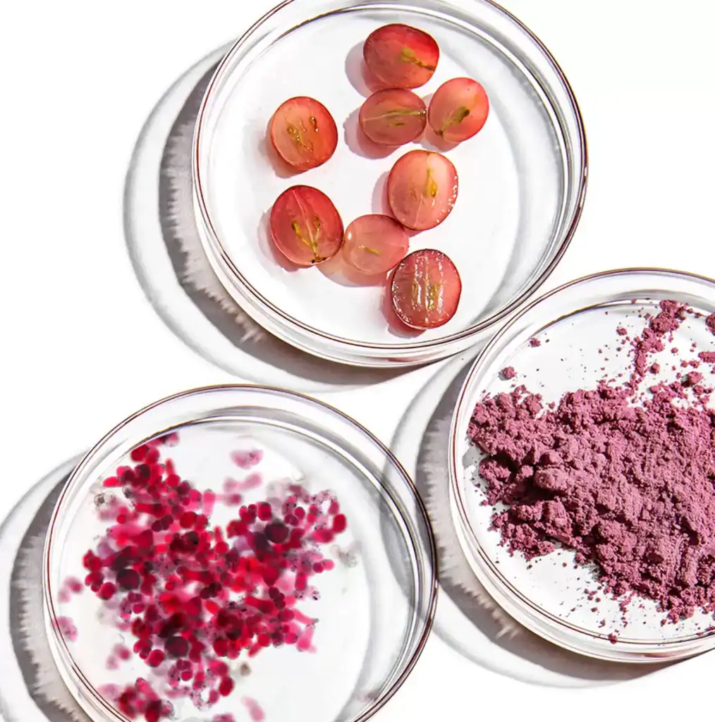 Tate & Lyle Expands BioHarvest Deal to Develop Plant Cell-Cultivated Sweetener Range