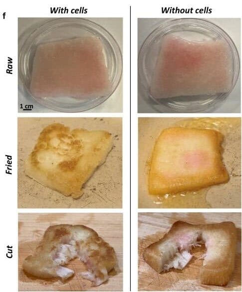 Cellulose Scaffolds Cut Growth Factor Costs Tenfold in Cultivated Whole-Cut Research